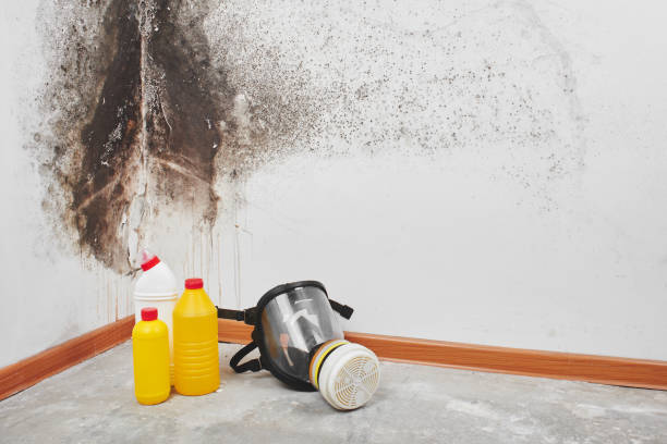 Professional Mold Remediation in Collinsville, OK