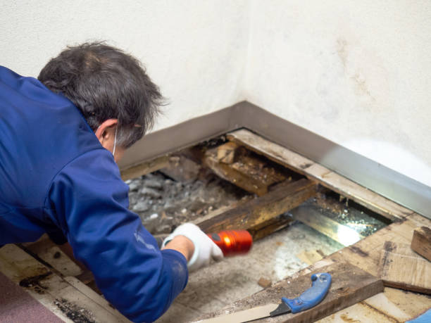 Best Mold Remediation for Schools in Collinsville, OK