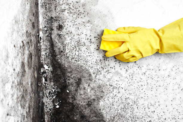 Best Black Mold Remediation in Collinsville, OK
