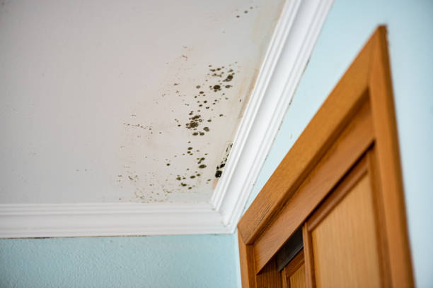 Best Localized Mold Remediation (e.g., coastal areas, humid climates) in Collinsville, OK