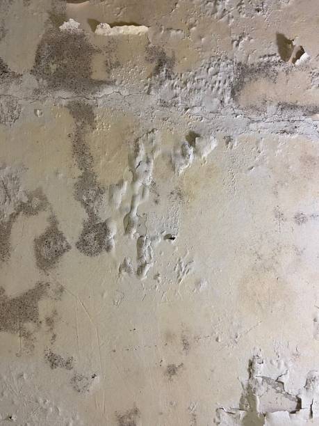 Professional Mold Remediation in Collinsville, OK