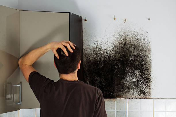 Best Mold Remediation for Specific Building Types in Collinsville, OK