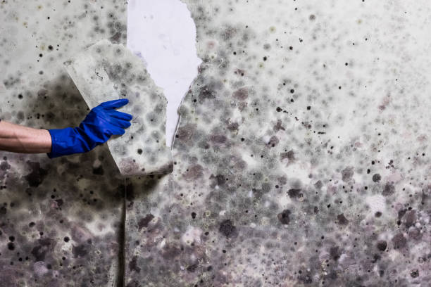 Best Health and Safety Mold Remediation in Collinsville, OK