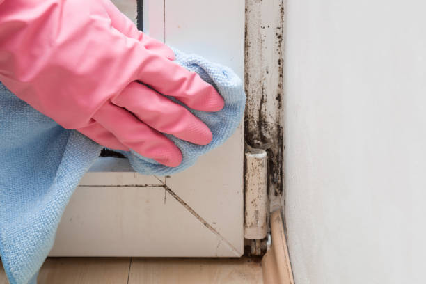 Collinsville, OK Mold Remediation Company