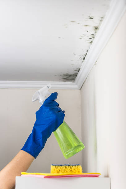 Best Emergency Mold Remediation in Collinsville, OK